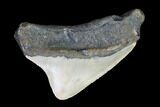 Posterior Megalodon Tooth - North Carolina #101241-1